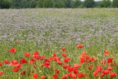 Bienenweide_4