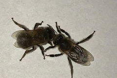 dunkle-biene-01