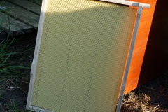 KG-Zucht160515-007