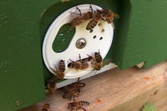 02_Imkerei070607-0051