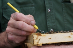 10_KG-Zucht160515-0481